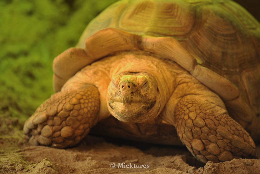 Dierentuin Emmen, photo 13