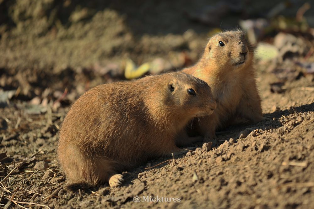 Dierentuin Emmen, photo 14