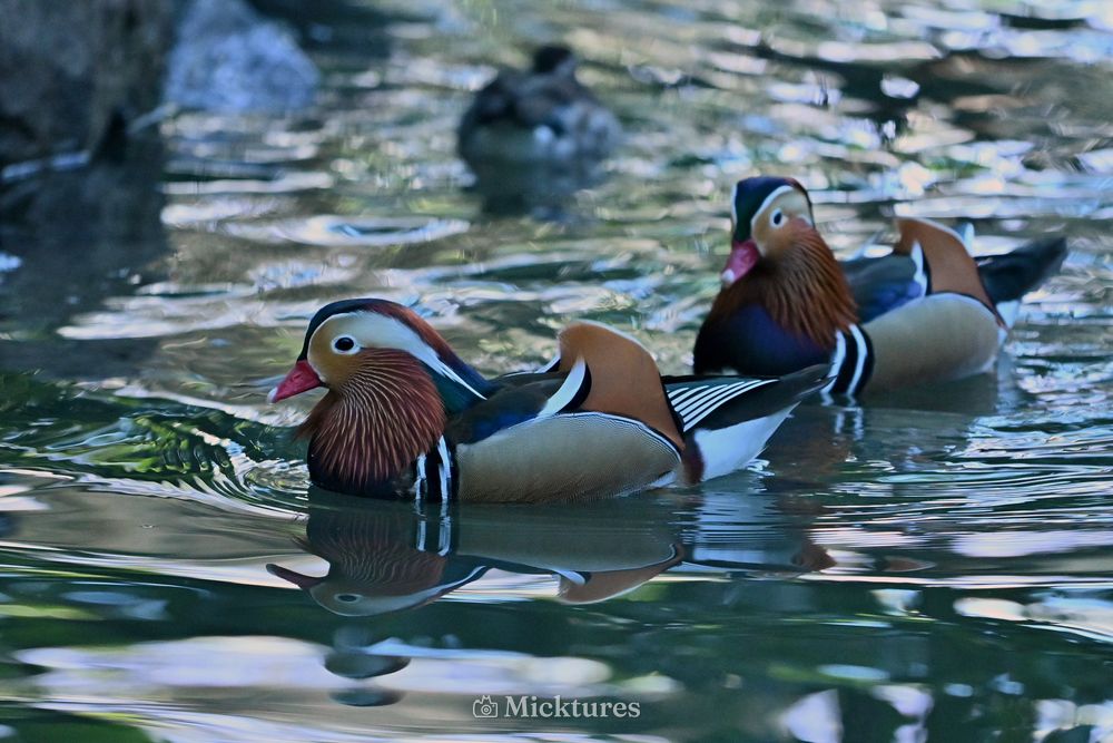 Pairi Daiza, photo 1