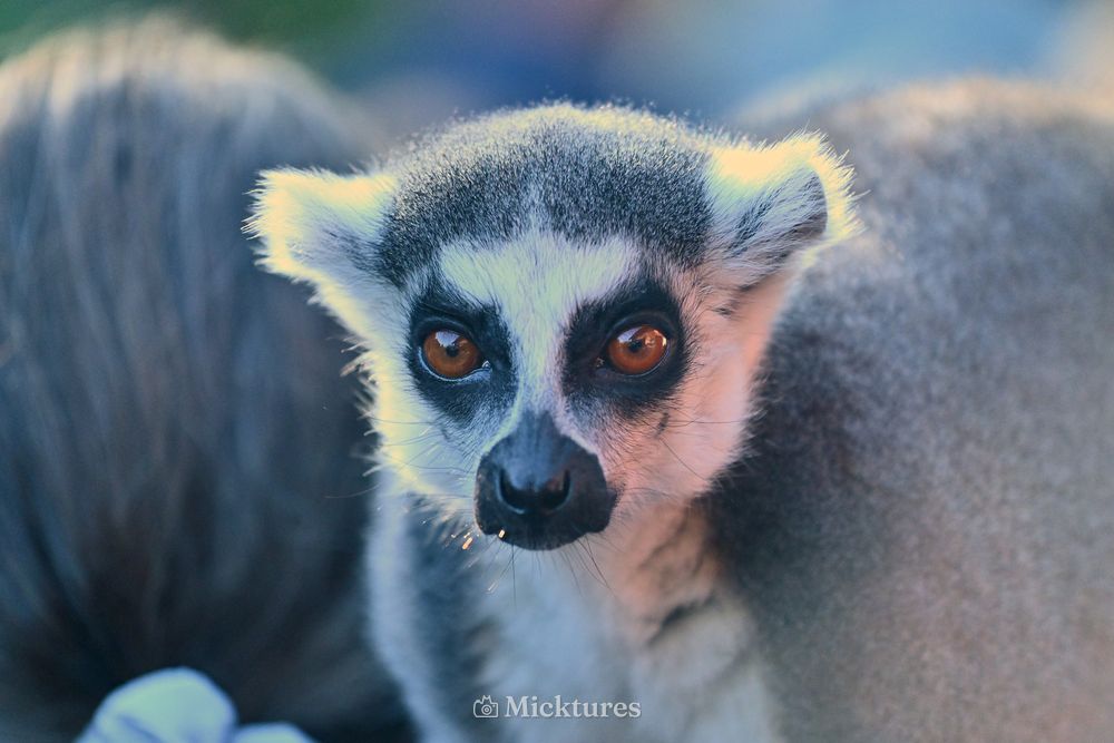Pairi Daiza, photo 2