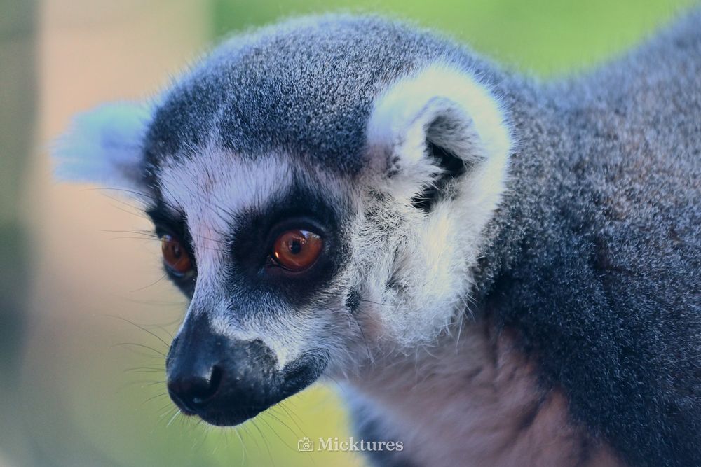 Pairi Daiza, photo 3