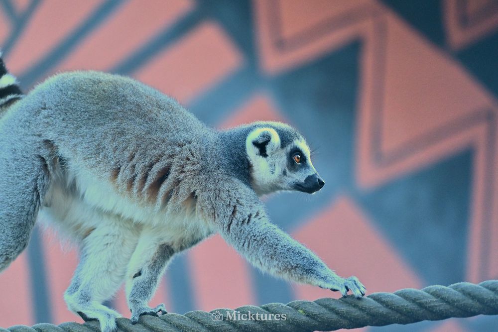 Pairi Daiza, photo 4