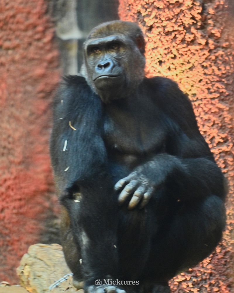 Pairi Daiza, photo 6