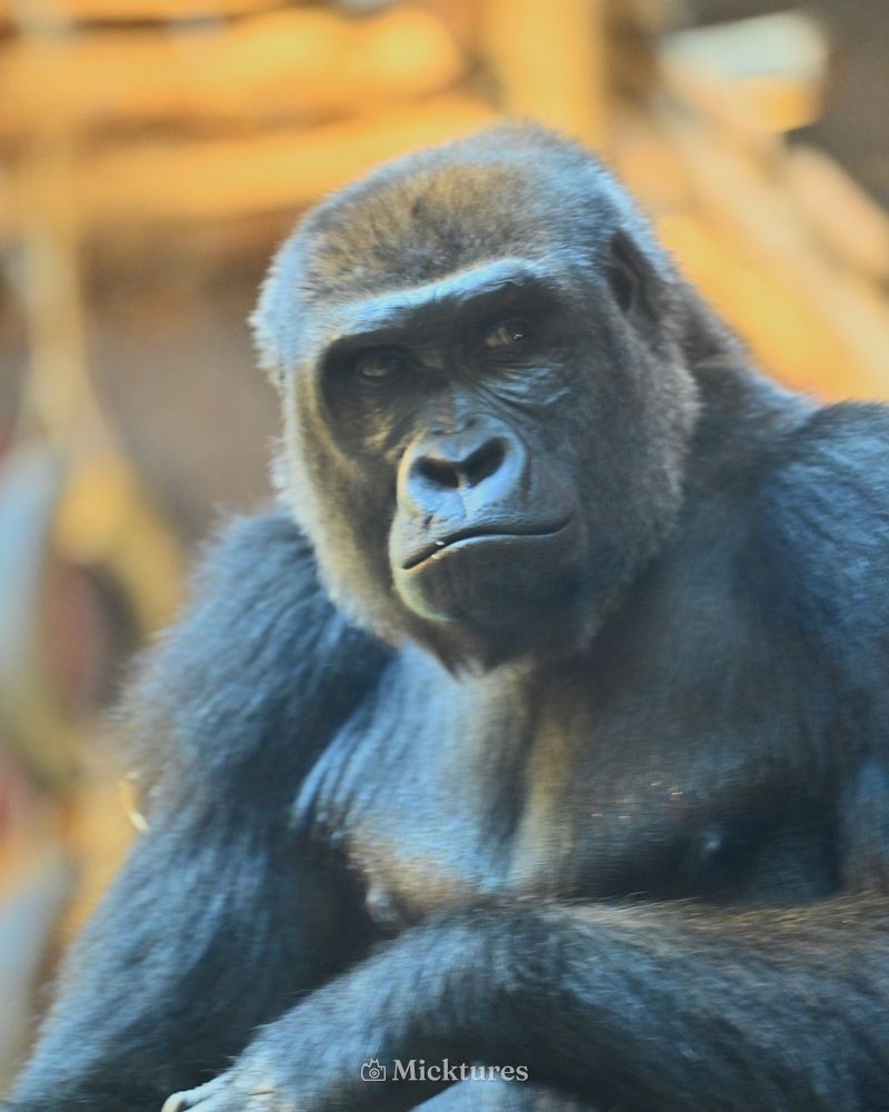 Pairi Daiza, photo 7