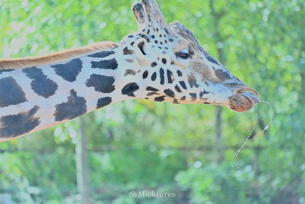 Pairi Daiza, photo 13