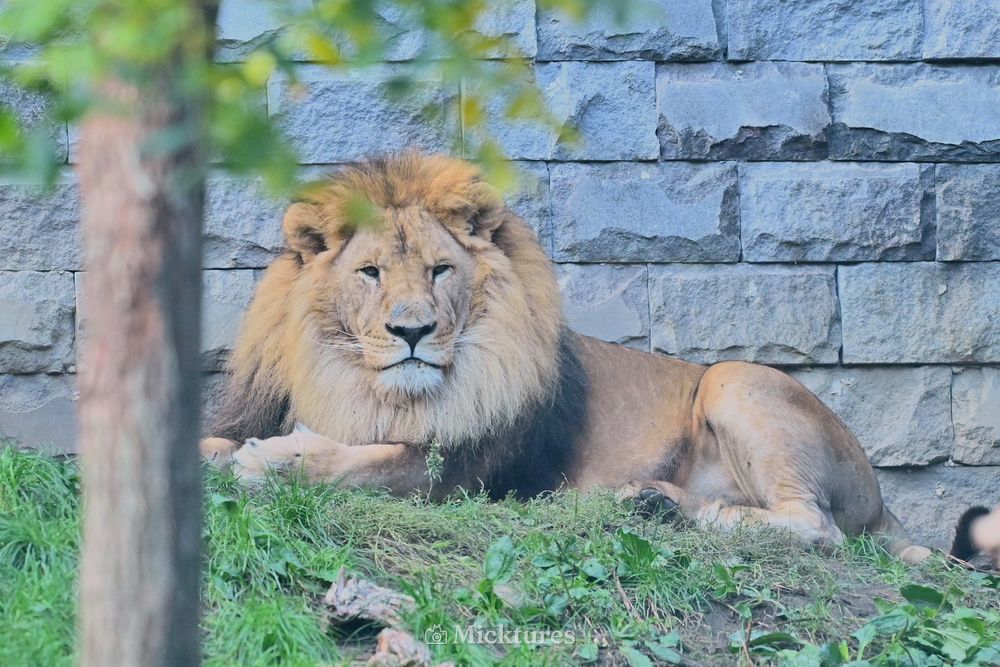Pairi Daiza, photo 14