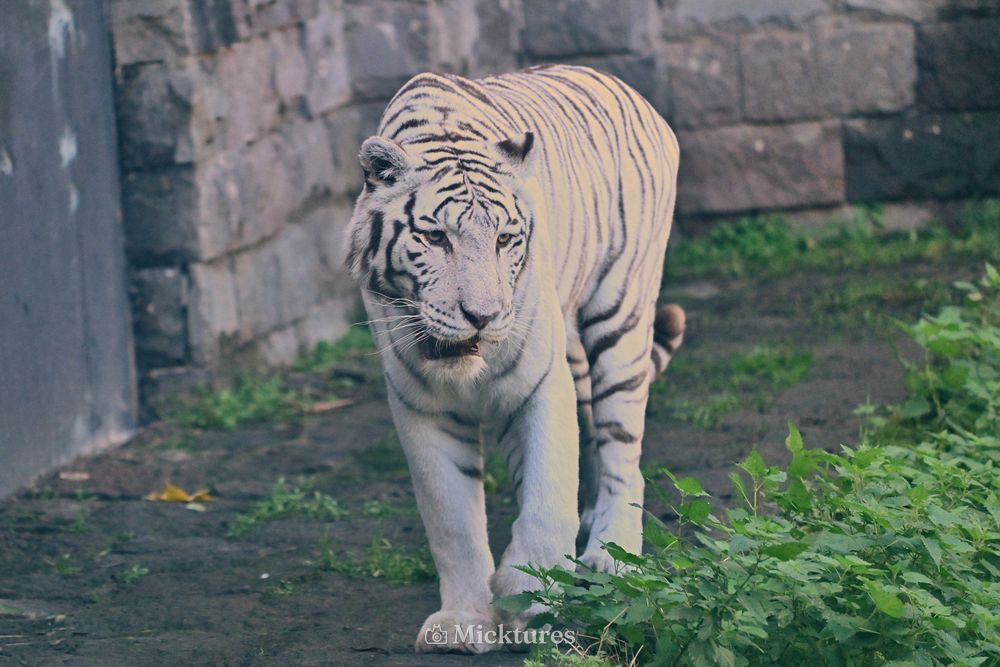 Pairi Daiza, photo 15