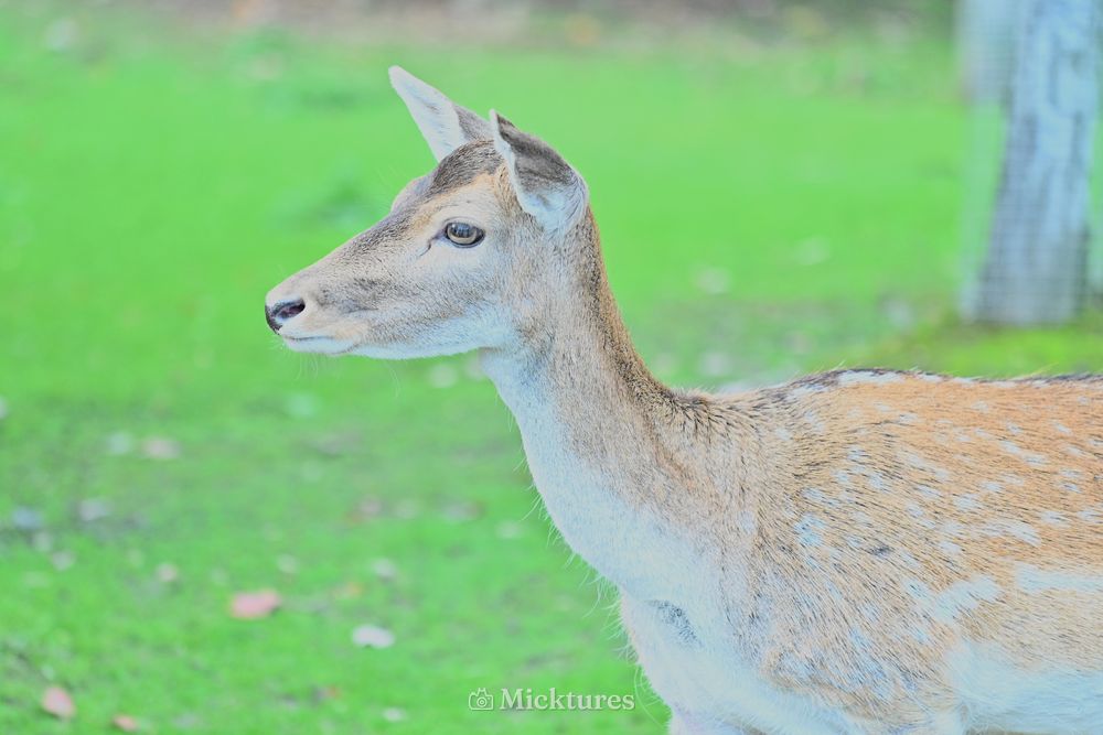 Pairi Daiza, photo 16