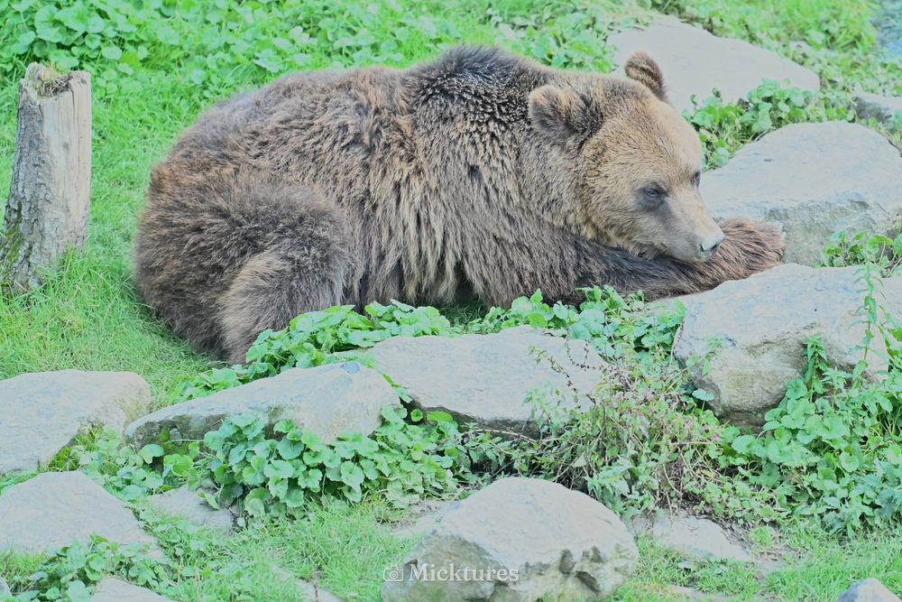 Pairi Daiza, photo 17