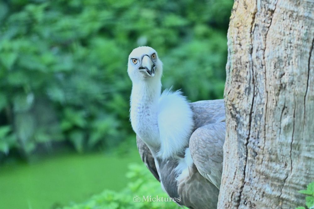 Pairi Daiza, photo 18