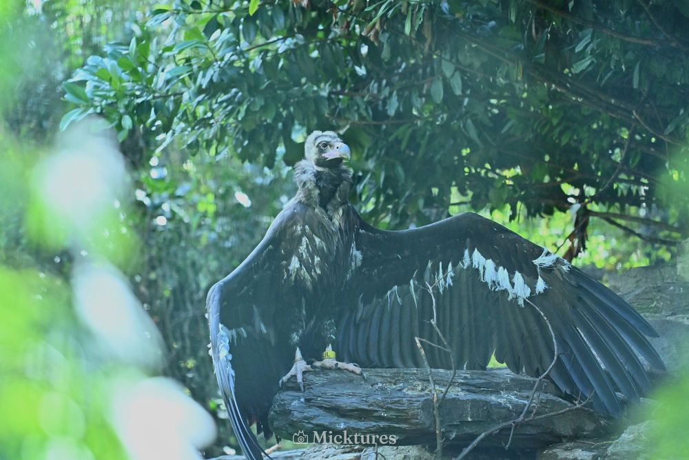 Pairi Daiza, photo 19