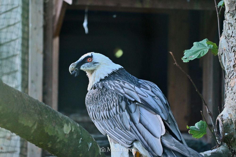 Pairi Daiza, photo 20