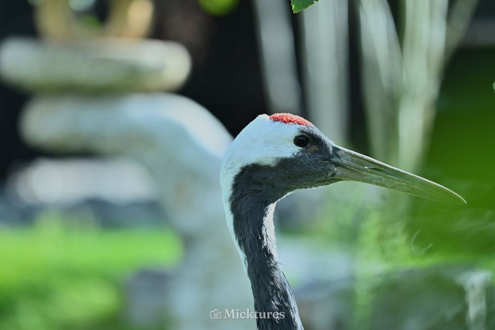 Pairi Daiza, photo 28