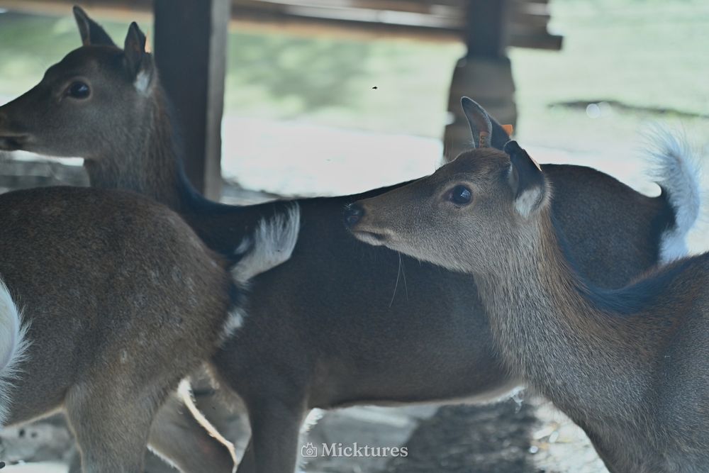 Pairi Daiza, photo 29