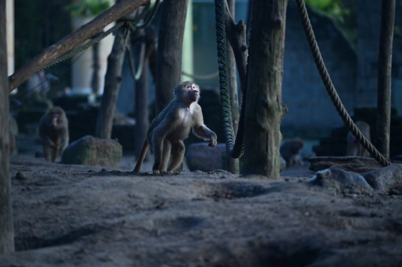 Dierentuin-Amersfoort-2